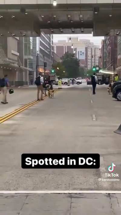 Robot dogs spotted in DC: