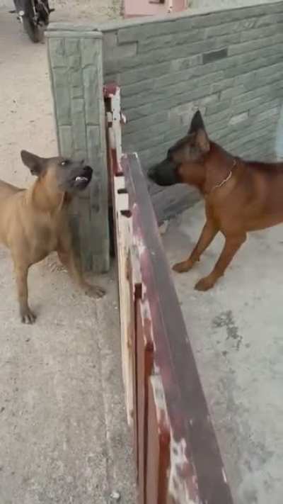Dogs explain the internet
