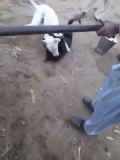 Se pudrió