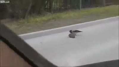 Move, son! Or you will become a roadkill