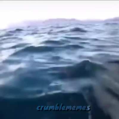 He do be swimmin tho