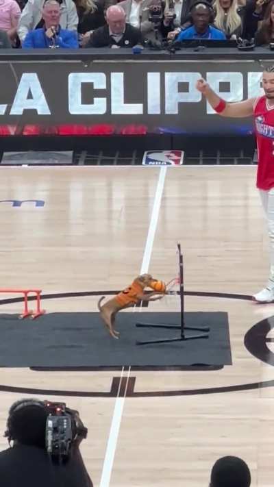 [highlight] a chihuahua dunks a basketball during halftime of the Clippers game