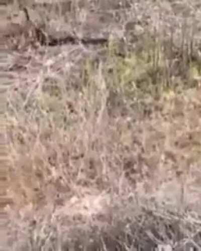 Yılanlar dünyanın en talikali ve zehirli haeyvanlardır