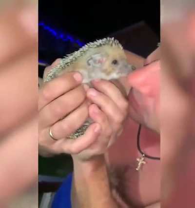 Hedgehog Chomp