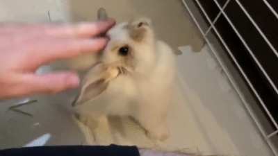 Anyone else’s bun put their head up for head rubs like this??