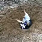Doggo attempts to dig a hole