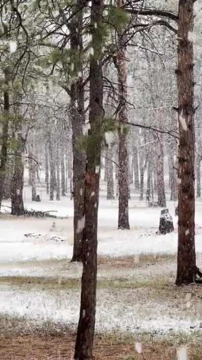 Huge snowflakes in Black Forest right now.