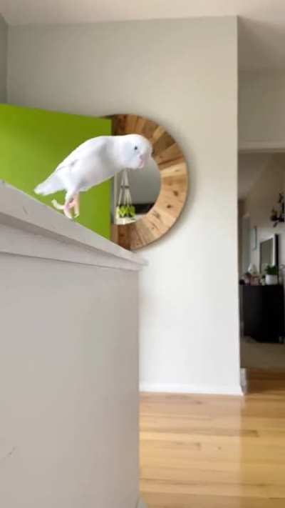 Arlo the beautiful Pacific Parrotlet is coming in hot...