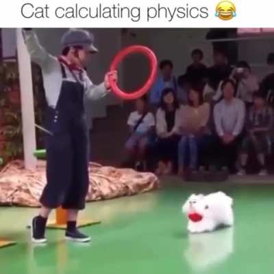 Cat jumping through a hoop