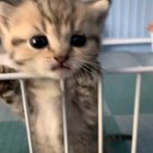 Omg