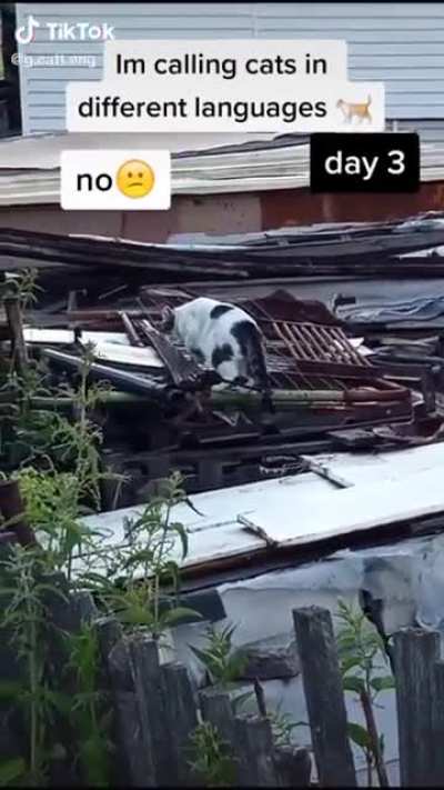 [TikTok] This cat is not impressed easily