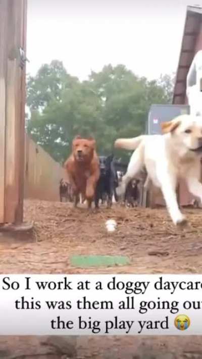 Doggos ASSEMBLE!