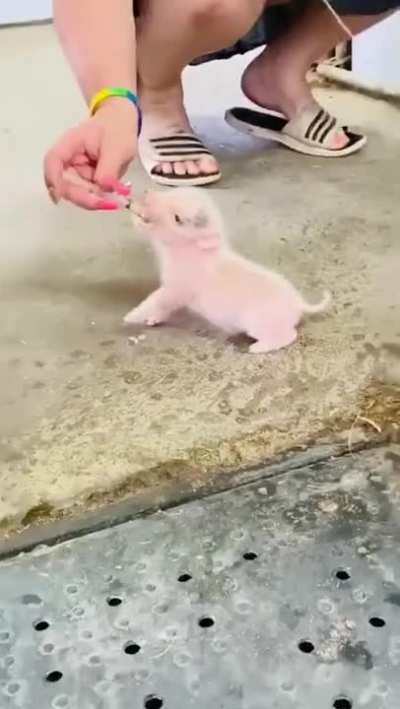 Smol Oinky Boinky drinking milk