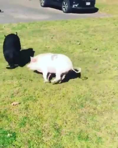 Just some zoomies with a friend