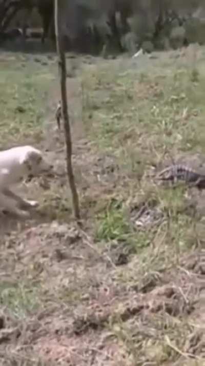 The dog vs lizard