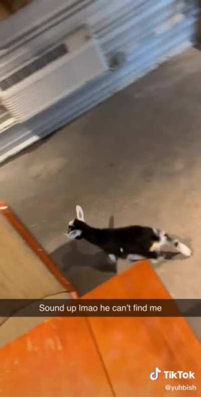 This goat