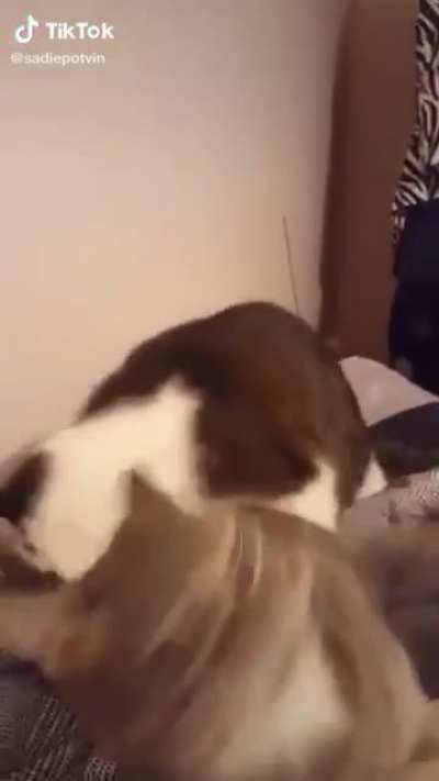 Big monch