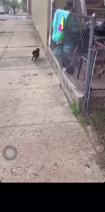 them cats in bmore tuff asf😂