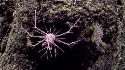 🔥Scientists have identified a new species of spiny crab (Neolithodes) in the deep waters of the eastern Caribbean Sea's Anegada Passage