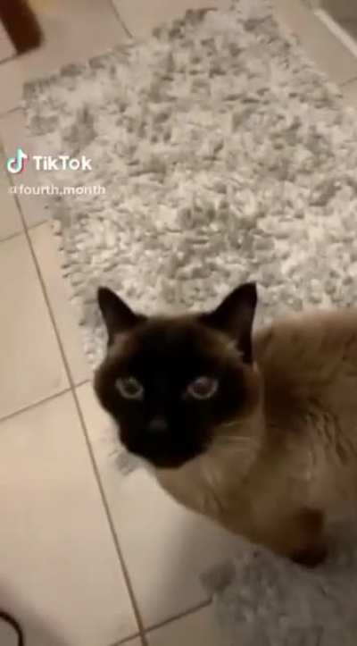 He doesn’t know how to meow