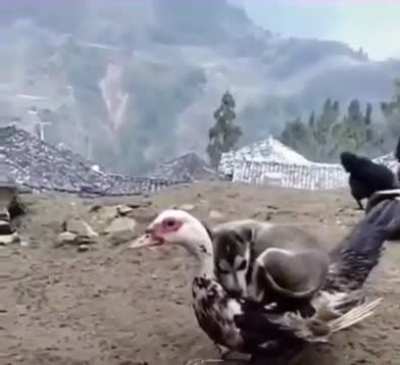 Dog On Bird