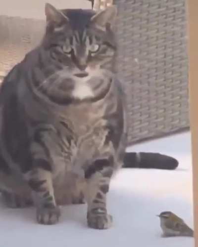 Cat.