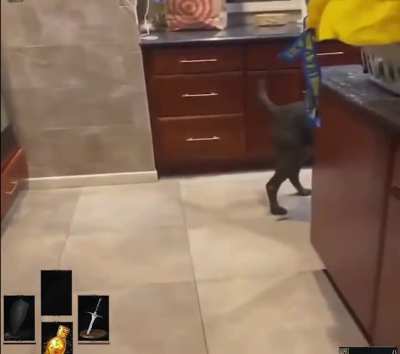 Doggo with a attitude