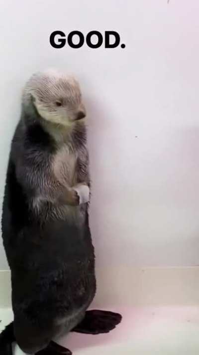 Otter pockets