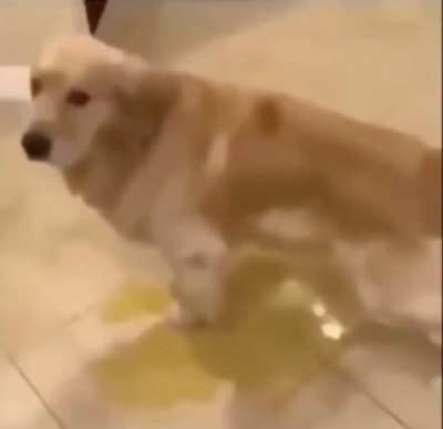 Perro meon
