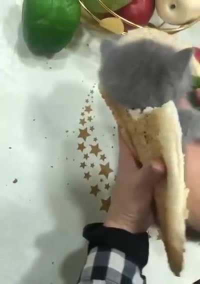 Hotcat🤤