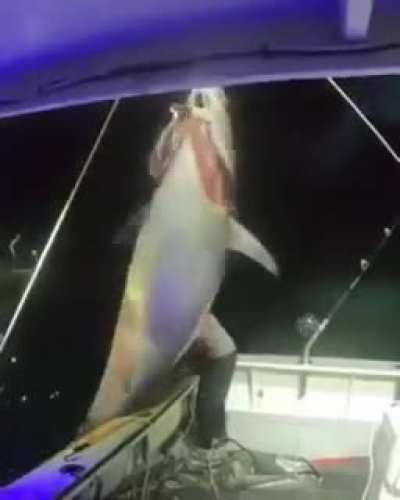 1000 pound bluefin tuna landed solo by Michelle Bancewicz Cicale