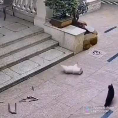 Dog sees a cat to chase