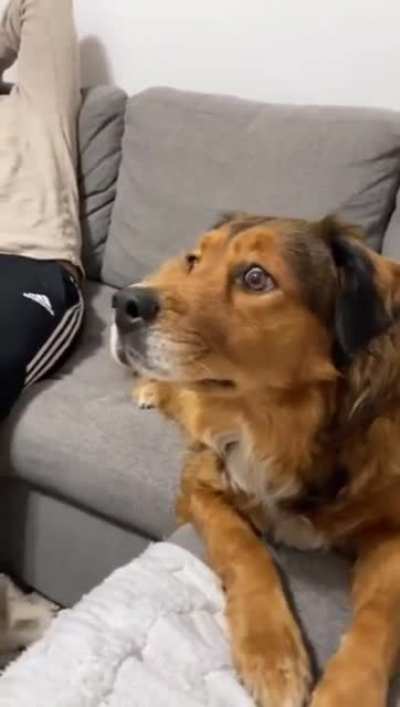 Transfixed! 🐕