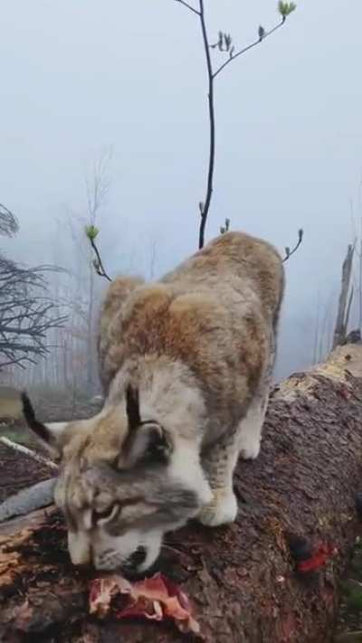 Lynx - The 