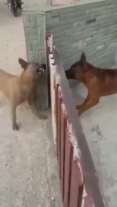 Barrier Aggression In Dogs