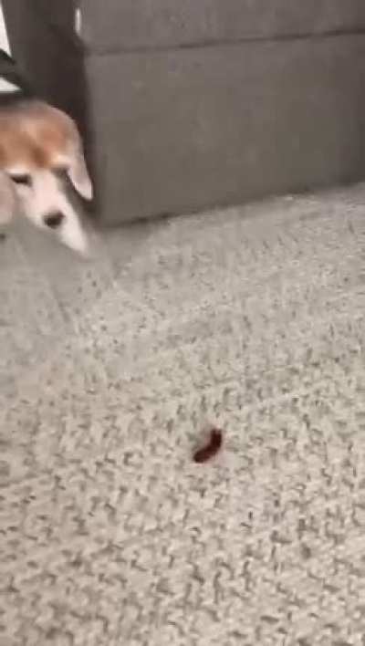 Daisy, NO!