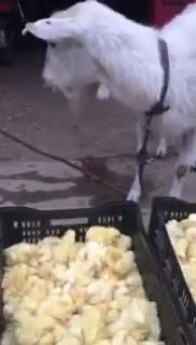 Camerawoman films it like nothing happening