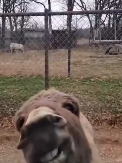 Ослик