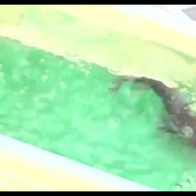 This fish can score goals like a pro