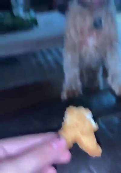 sussy dogs