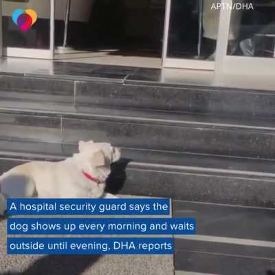 Just a plain doggo freakout.