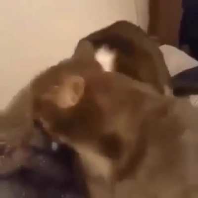 Monch
