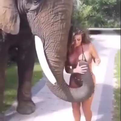 Elephant got no chill!