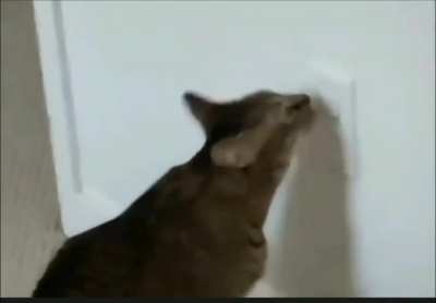 L I C C
