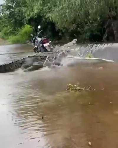 Absolute Unit of a croc headed upstream