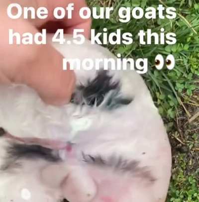 Arcadiac twin goat found on fb