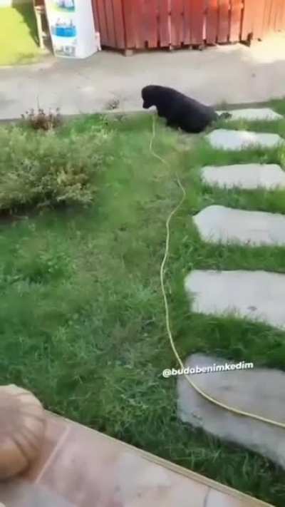 Gang Violence