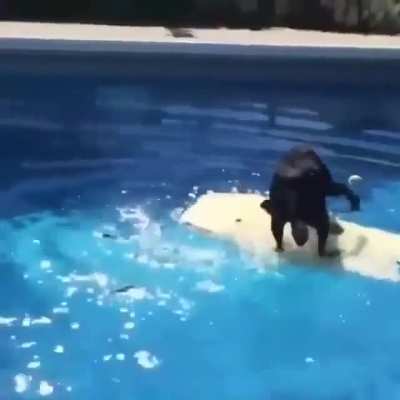 Doggo doesn't wanna get wet, so he figures out another way to get his ball.