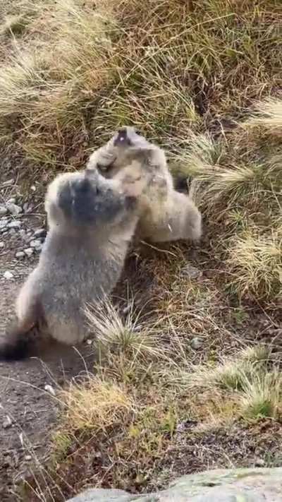 Cute fight