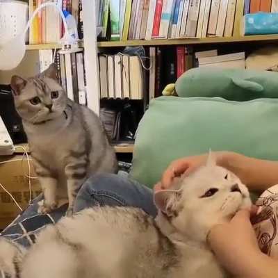 You are not going to pet me?
